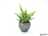 Planter, Bonsai Pot, Succulent Pot.
